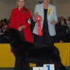 World Junior Champion'09 Bowater's STARLIGHT Nuo Ozo Kalv_
