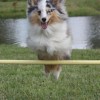 Šeltis Agility varžybose Šeltis Agility varžybose