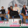Europos šunų čempionatas, 7 gr. S.Valujevos nuotr.