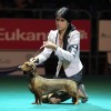Europos šunų čempionato akimirkos, S.Valujevos nuotr.