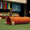MC programa. Agility pradziamokslis