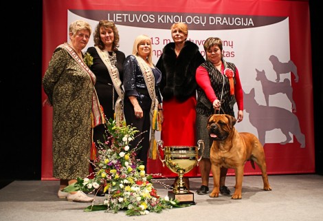 Bulmastifas - Lietuvos cempionu cempionas 2013